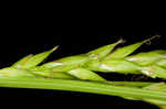 Darkgreen sedge